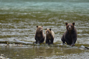 Whales & Bears Kayaking Tour
