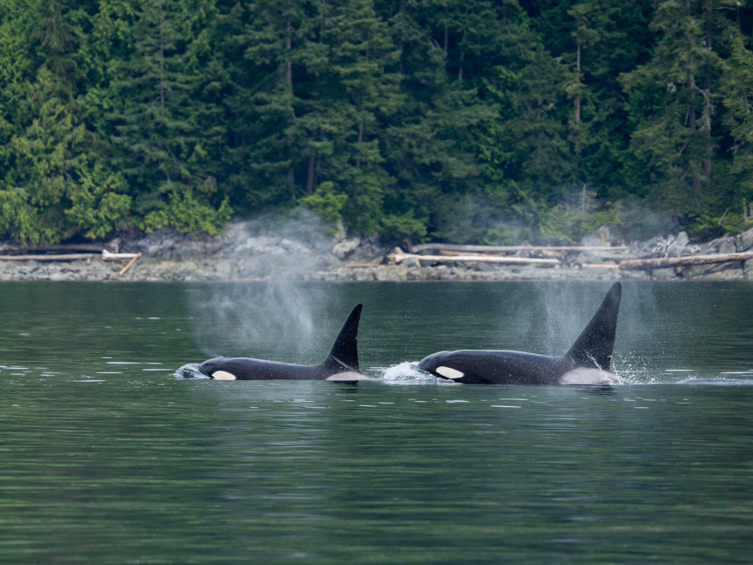 Orca Camp Kayak Tour-1
