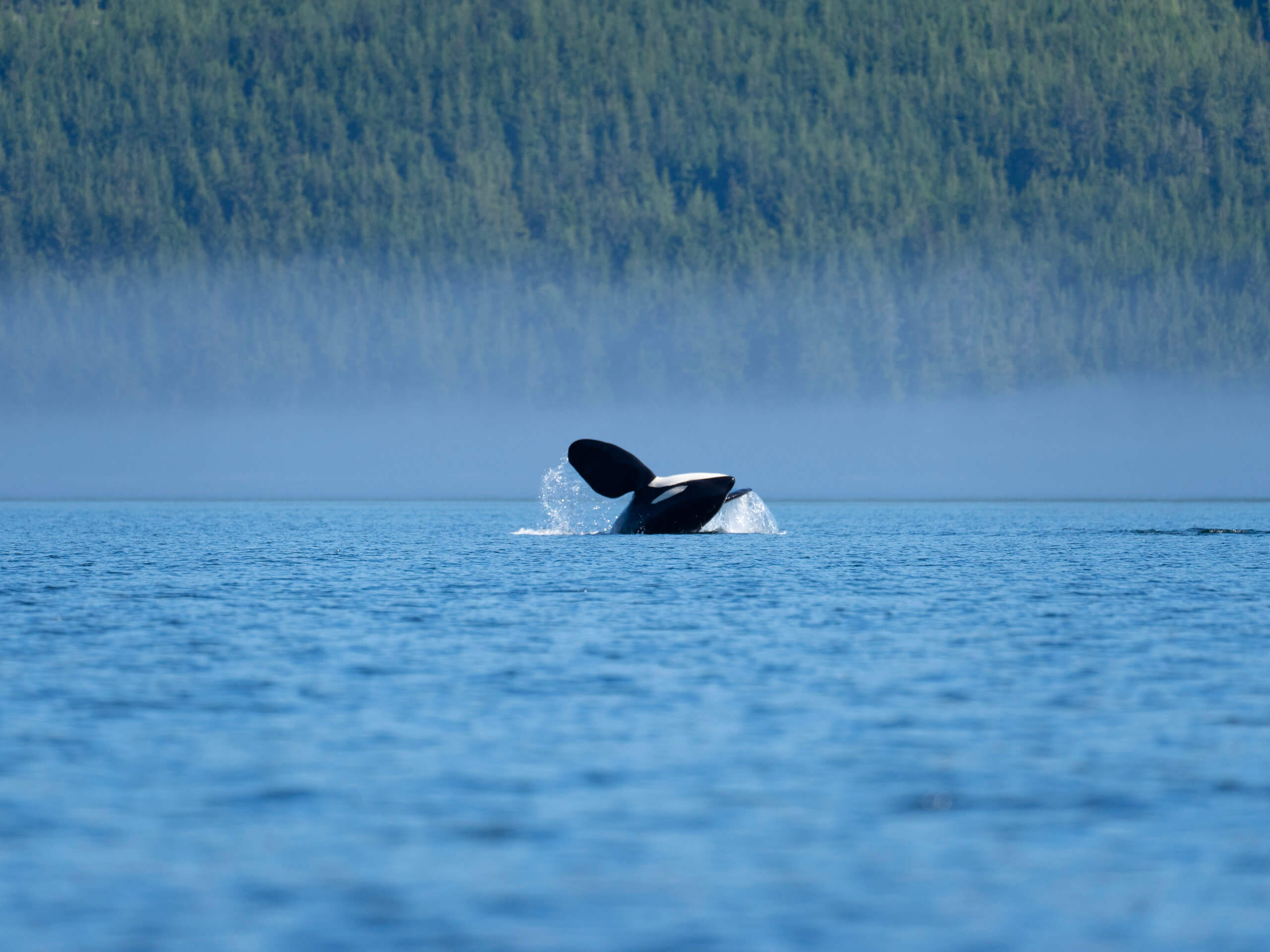 Orca Camp Kayak Tour-15