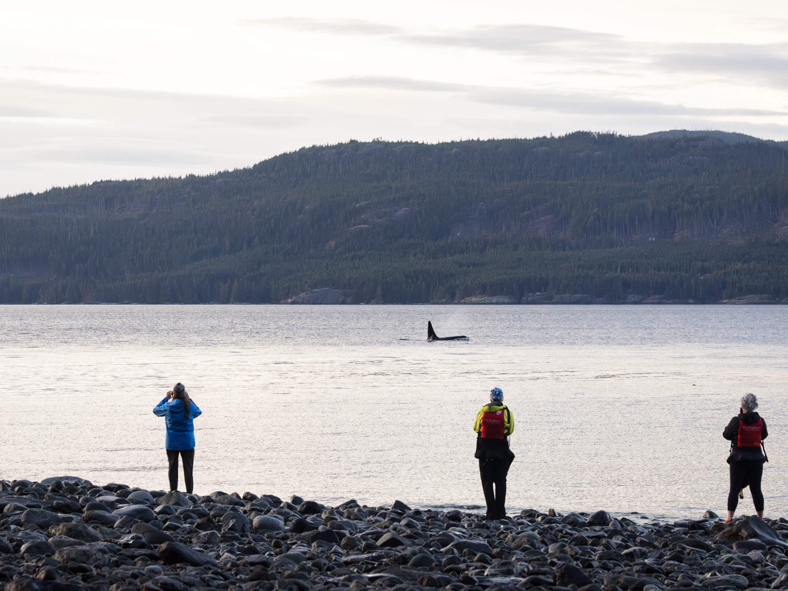 Orca Camp Kayak Tour-6