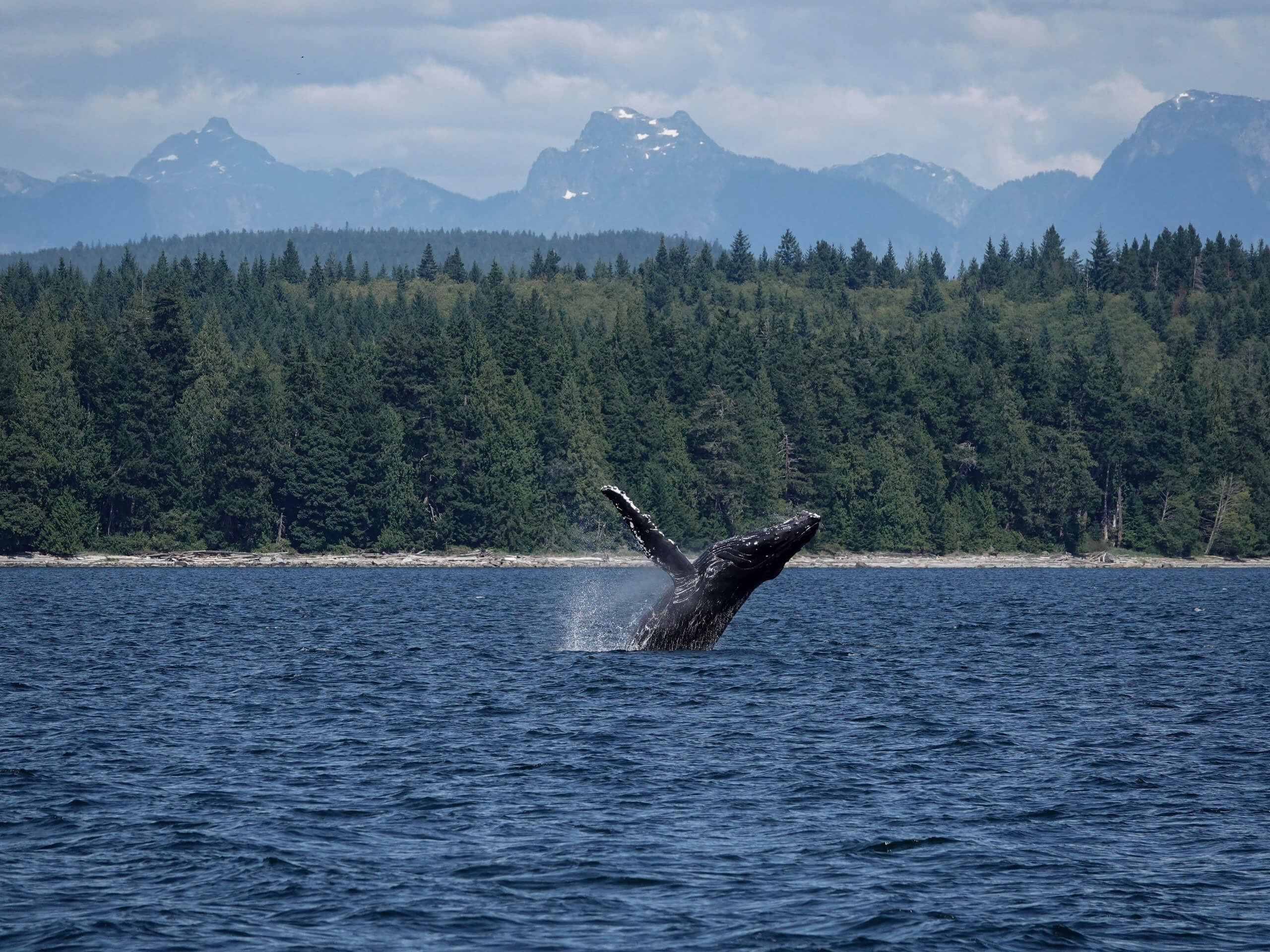 Whales & Bears Kayaking Tour-4