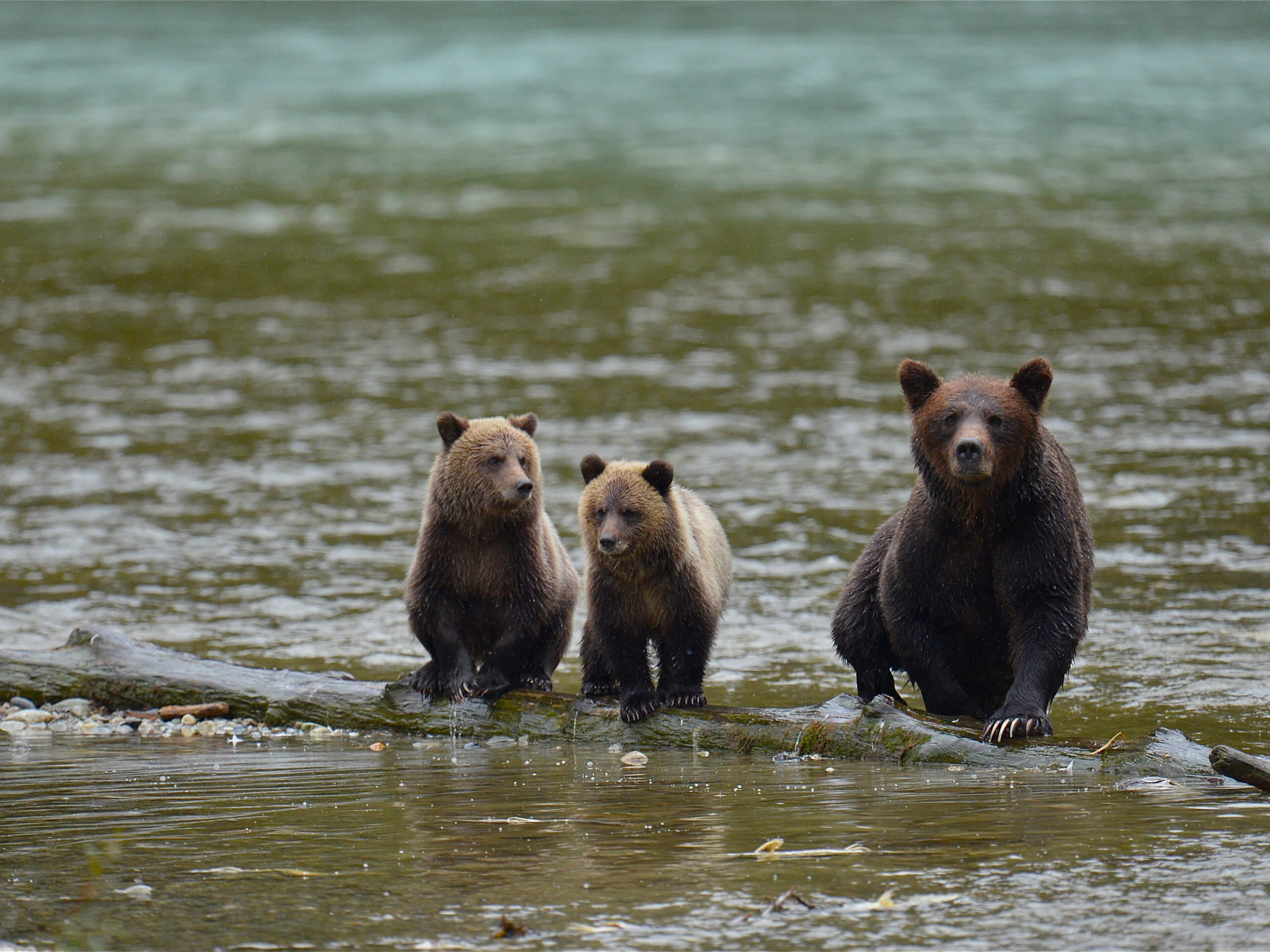 Whales & Bears Kayaking Tour-7