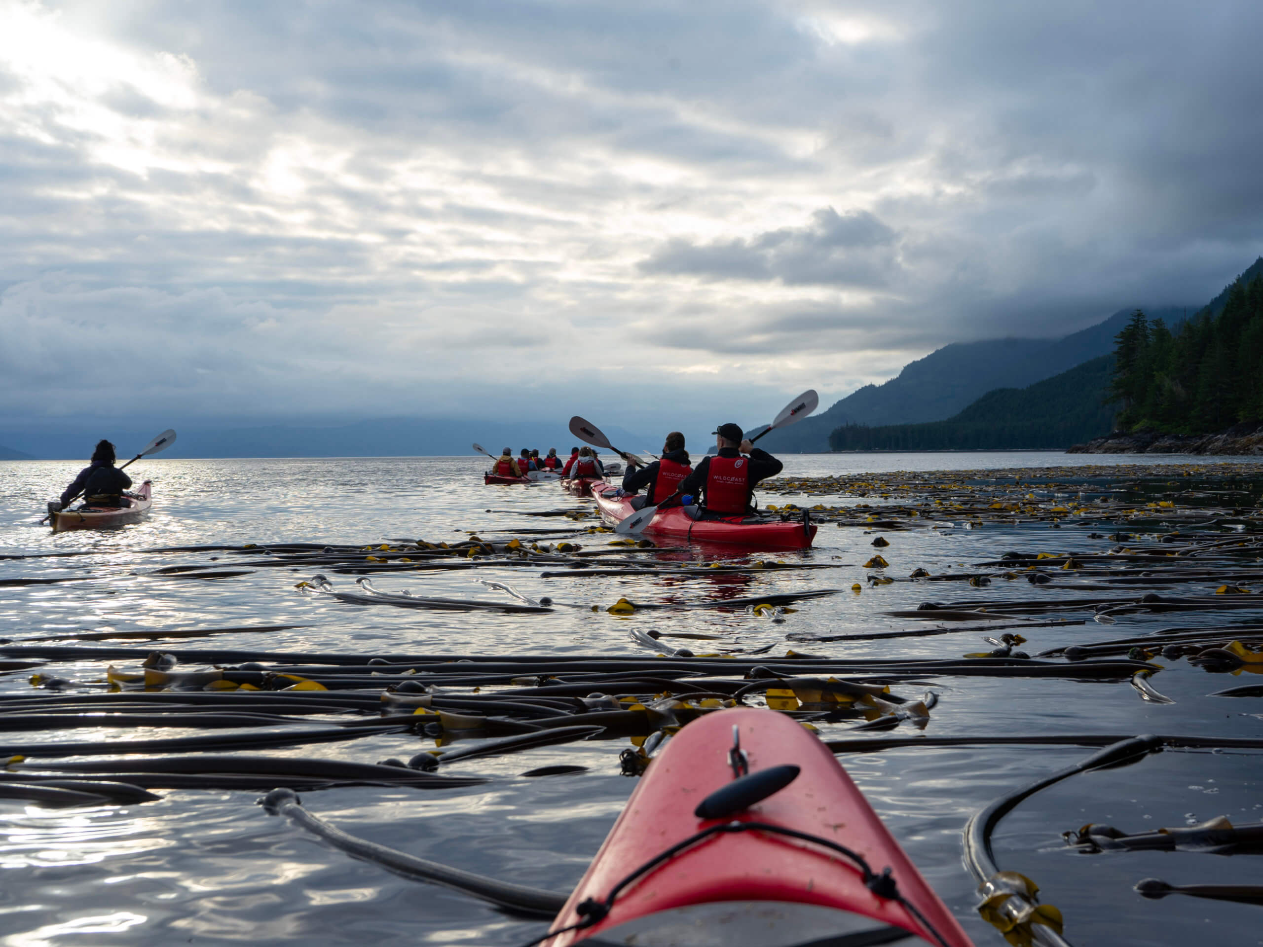 Whales & Bears Kayaking Tour-8