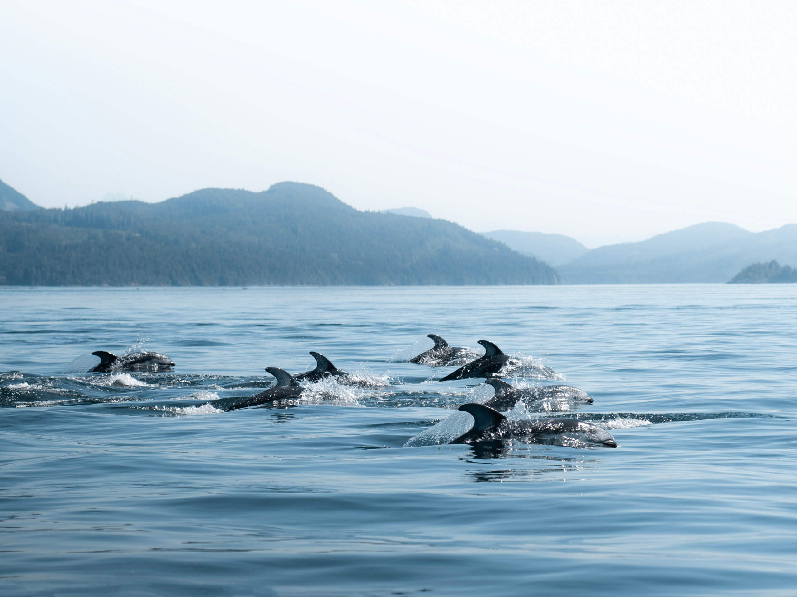 Whales & Wilderness Kayaking Tour-1