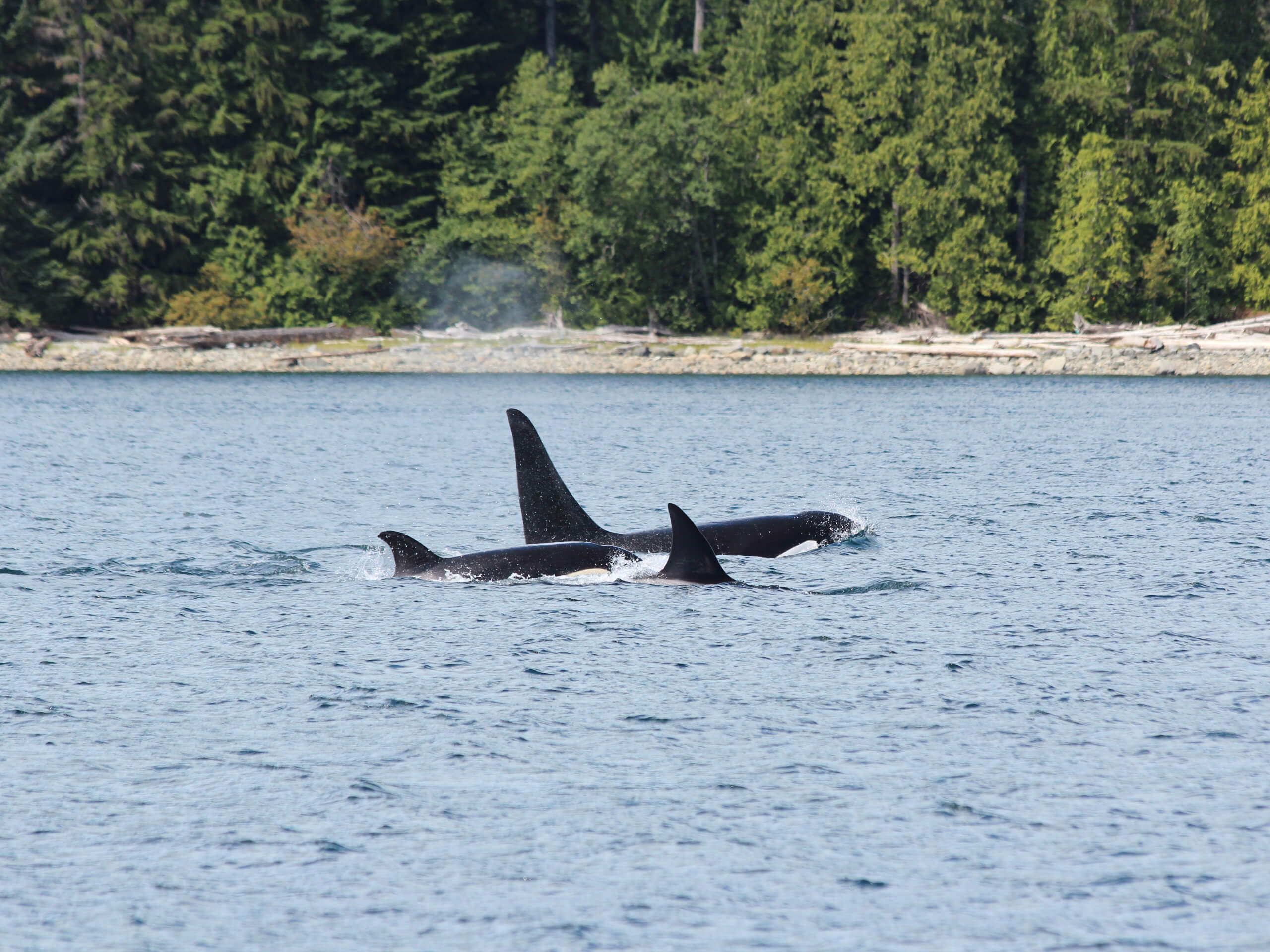 Whales & Wilderness Kayaking Tour-5